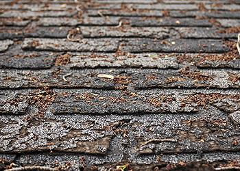 Done Right Roofing Images